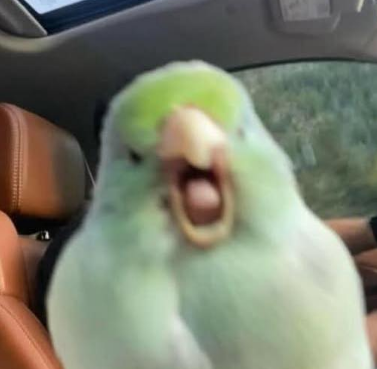 EVPITWGL.png