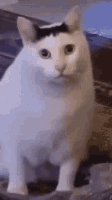 Grace_BdEJelXy.jpg
