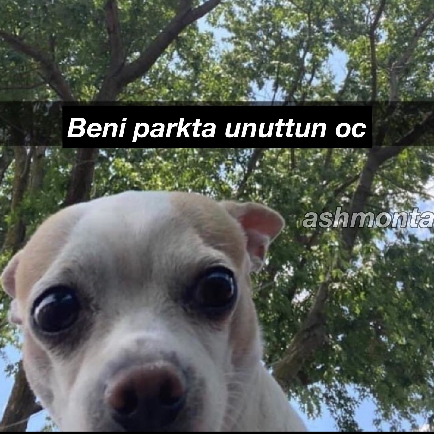 KhOHavwO.jpg