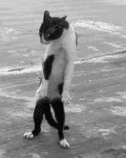 UVYzhwAj.gif