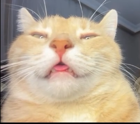sovlsqMa.png