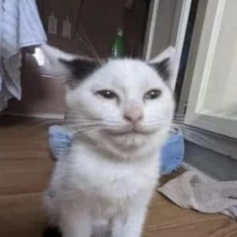 tytIJIEo.jpg